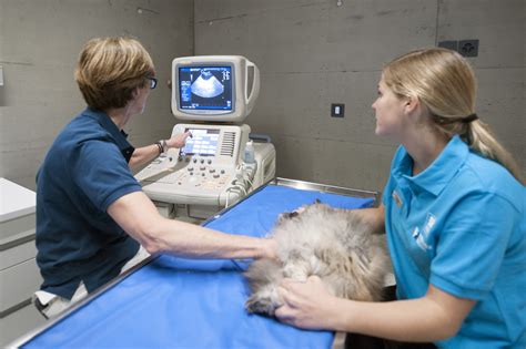 tierklinik masans|Tierklinik Masans